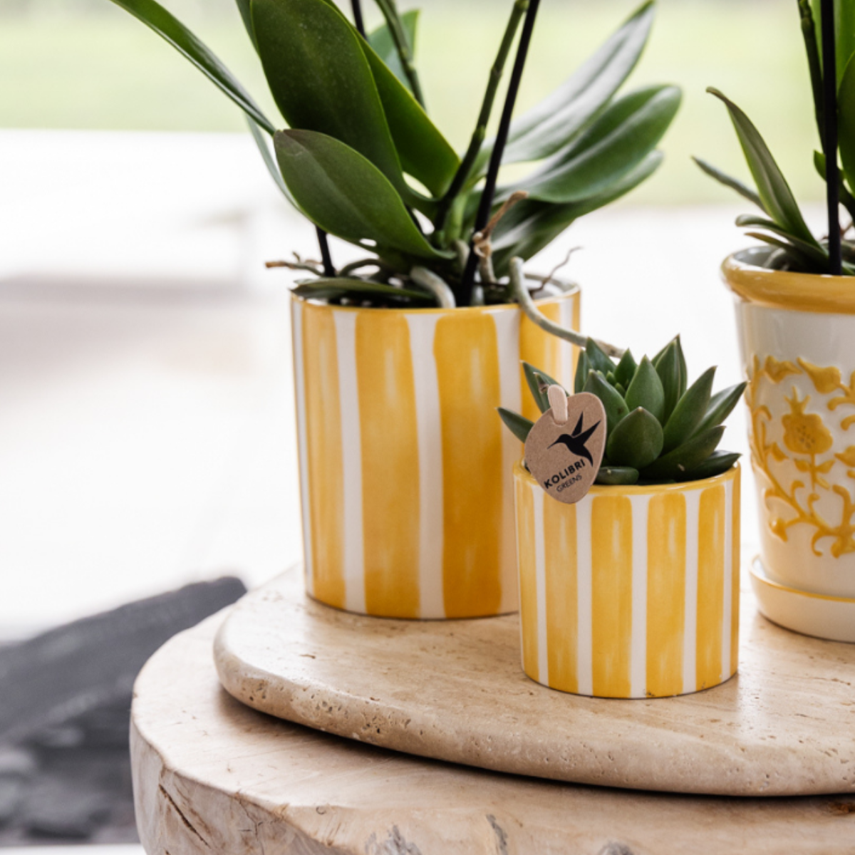 Orchidée Phalaenopsis blanche en pot