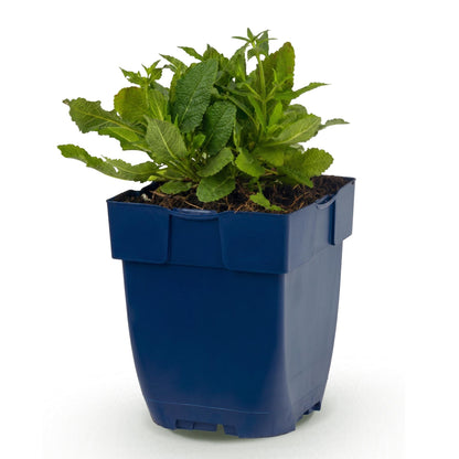Salvia nem. Schneehügel : plant de sauge vivace en pot bleu, sur fond blanc. Feuillage vert compact et sain, prêt à planter en extérieur.