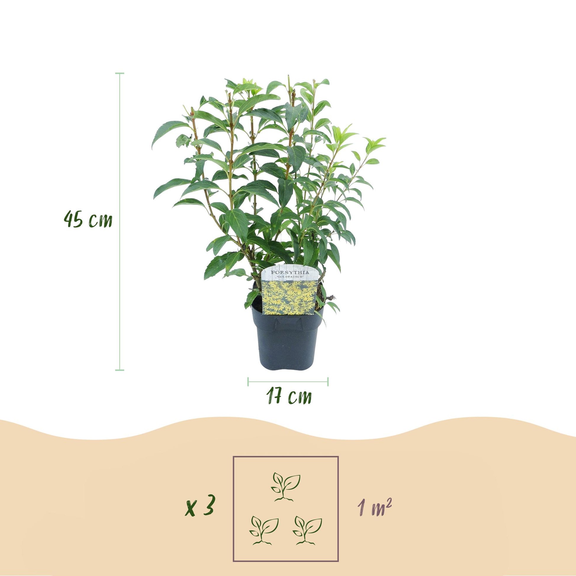 Forsythia intermedia Goldrauch : infographie des dimensions de la plante (hauteur 45cm, pot 17cm) et suggestion de densité (3 plants par m²)