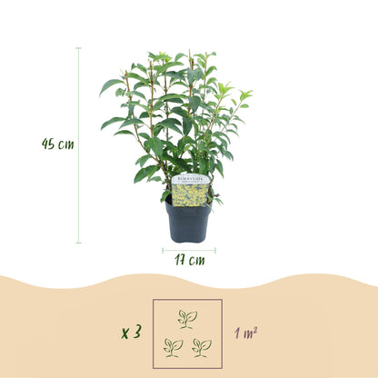 Forsythia intermedia Goldrauch : infographie des dimensions de la plante (hauteur 45cm, pot 17cm) et suggestion de densité (3 plants par m²)