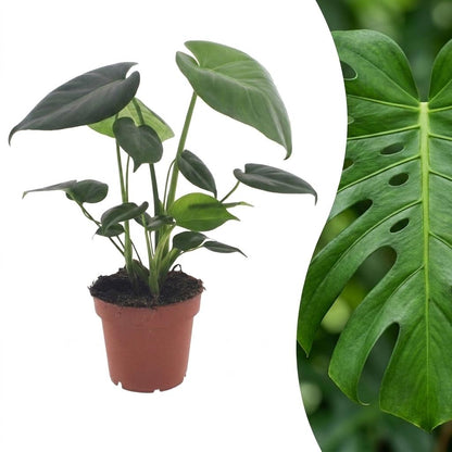 Jeune Monstera Deliciosa en pot de 12cm avec de multiples feuilles vertes, et un gros plan sur une feuille mature perforée