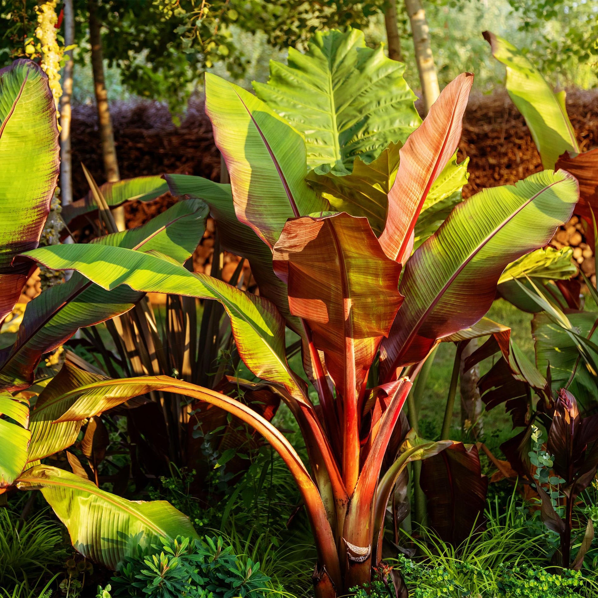 Bananier Ensete ventricosum Maurelli avec ses grandes feuilles rouge pourpre et vertes, planté au milieu d'autres végétations luxuriantes da