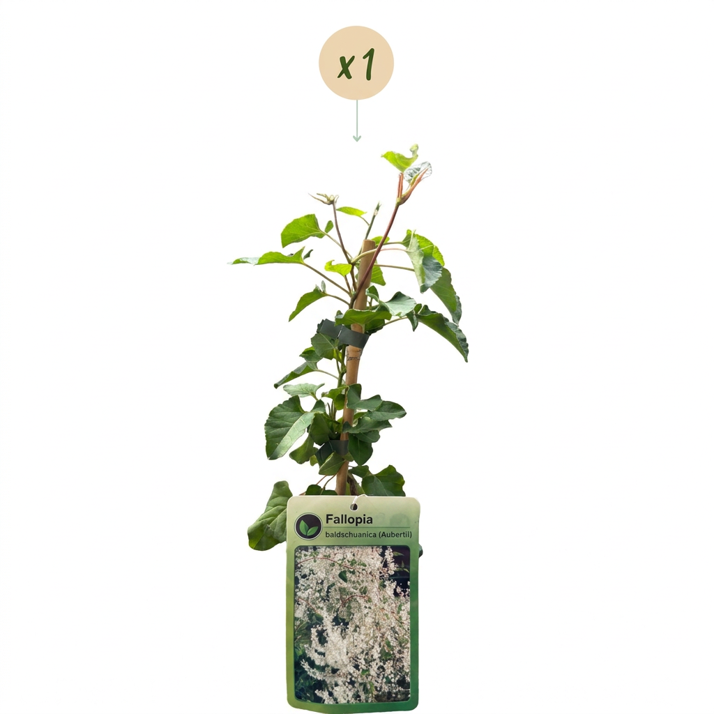 Renouée de l'Aubère (Fallopia aubertii) - grimpante fleurie