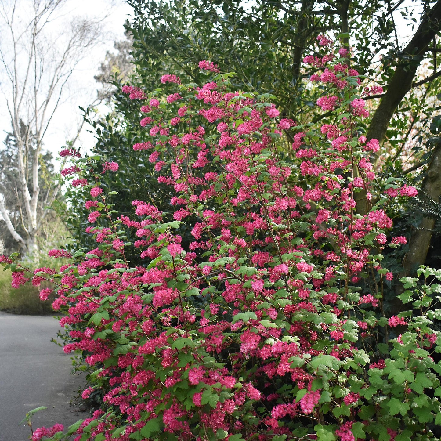 Ribes sanguineum King Edward, arbuste à fleurs rouge-rose vif, en pleine floraison dans un jardin, créant une haie dense.