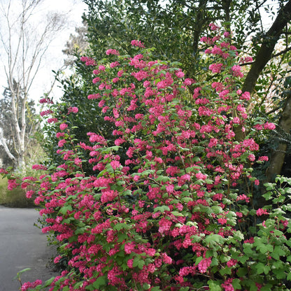 Ribes sanguineum King Edward, arbuste à fleurs rouge-rose vif, en pleine floraison dans un jardin, créant une haie dense.
