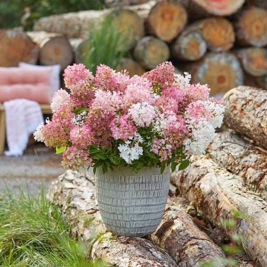 Hydrangea panniculata Groundbreaker Blush, hortensia aux panicules de fleurs roses et blanches, en pot décoratif dans un jardin avec des bûc