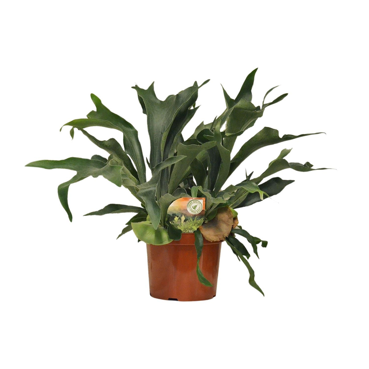 Platycerium bifurcatum en pot de 26 cm, hauteur 80 cm, photographié sur fond blanc