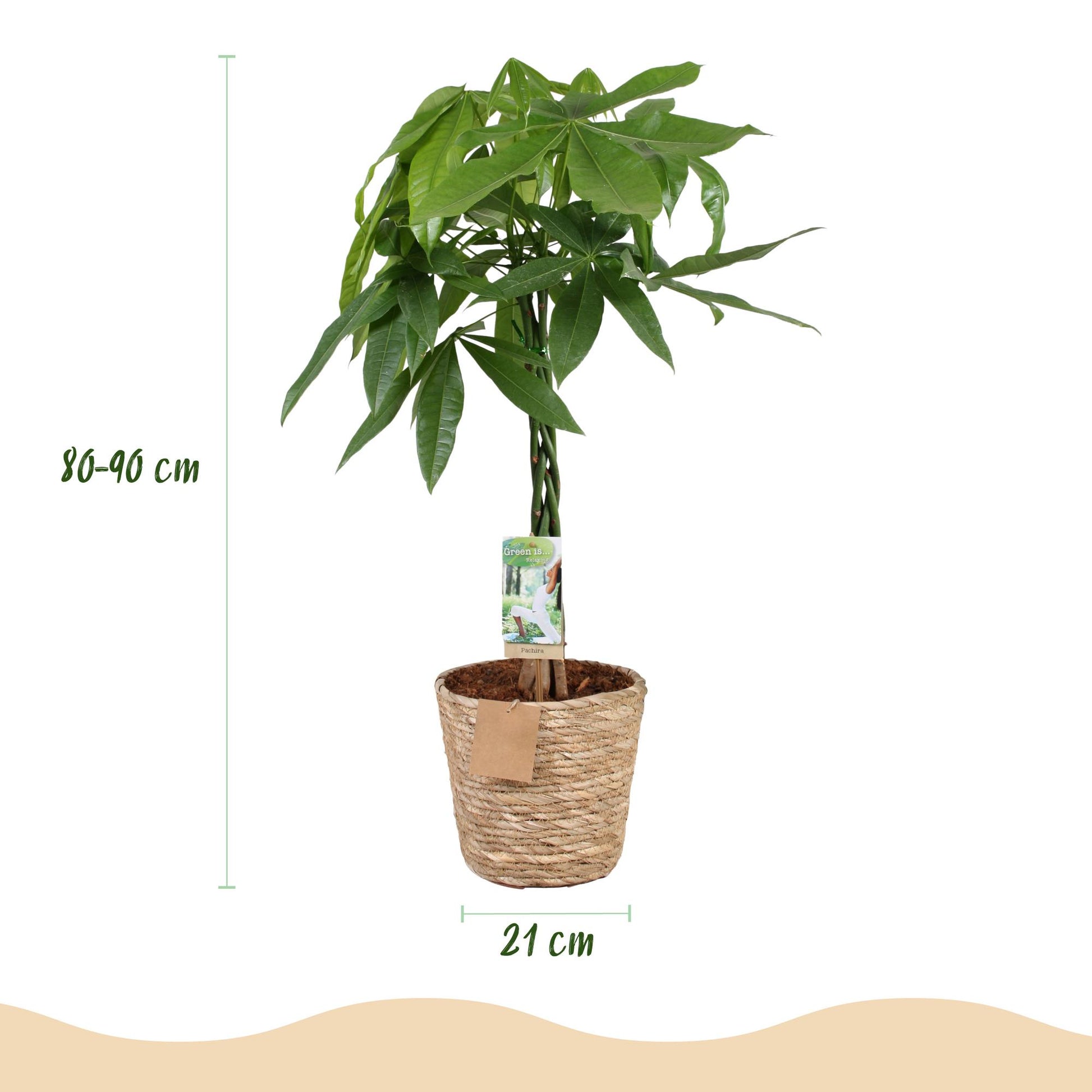 Plantes d'intérieur - Pachira Aquatica tige tressée - Arbre à monnaie - Peu d'entretien - avec panier - Vert - 1 Plante - Pot 21cm - Hauteur 80-90cm