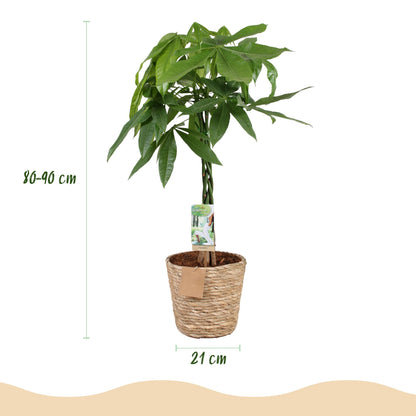 Plantes d'intérieur - Pachira Aquatica tige tressée - Arbre à monnaie - Peu d'entretien - avec panier - Vert - 1 Plante - Pot 21cm - Hauteur 80-90cm