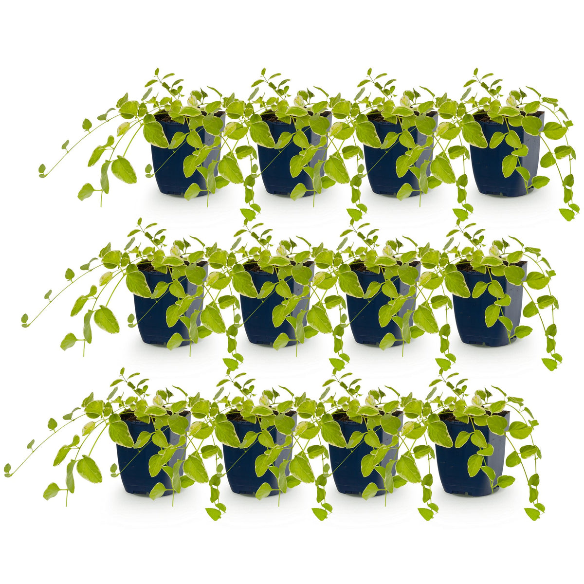 Grande pervenche 'Variegata' - lot de 12 plants en pot de 11 cm