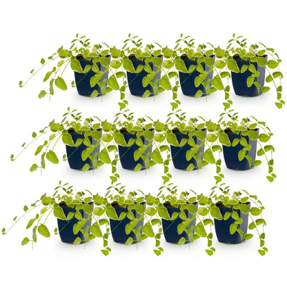 Grande pervenche 'Variegata' - lot de 12 plants en pot de 11 cm
