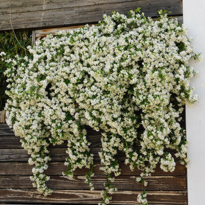 Jasmin étoilé (Trachelospermum jasminoides) en fleurs blanches, grimpant le long d'un mur en bois sombre, créant une cascade florale élégant