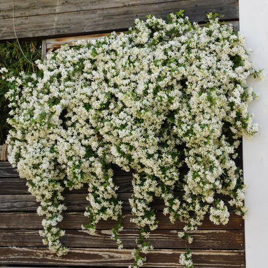 Jasmin étoilé (Trachelospermum jasminoides) en fleurs blanches, grimpant le long d'un mur en bois sombre, créant une cascade florale élégant