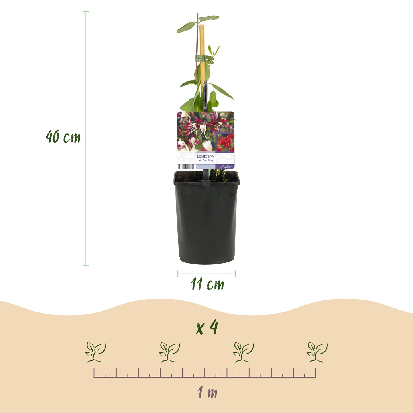 Chèvrefeuille Lonicera Serotina. Infographie montrant un plant en pot de 11cm de diamètre, 40cm de haut, et un schéma d'espacement de 1m pou