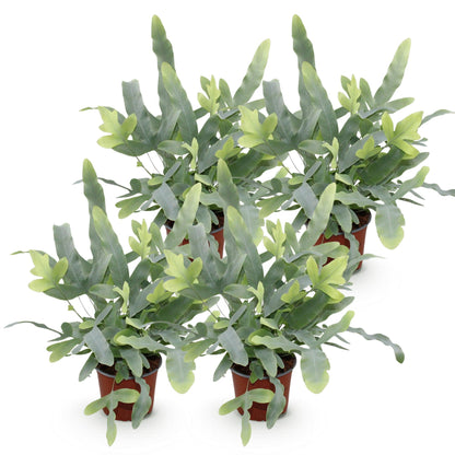Quatre Phlebodium aureum Blue Star aux feuilles vert-bleuté et jeunes pousses vert clair, en pots bruns