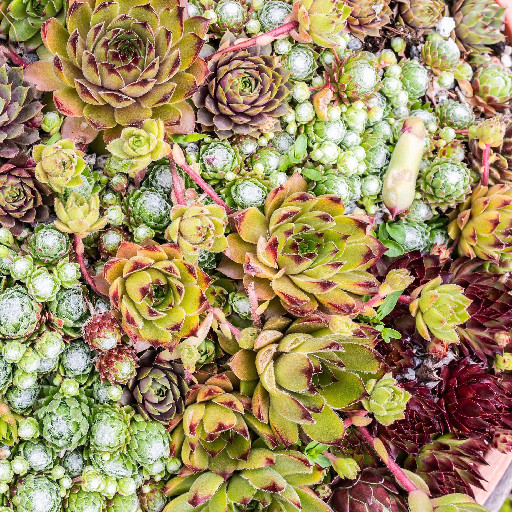Sempervivum Big Sam. Gros plan d'un mélange dense de sempervivum de différentes tailles et couleurs, allant du vert clair au rouge bordeaux.
