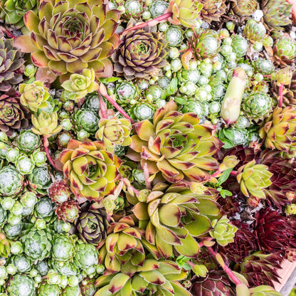 Sempervivum Big Sam. Gros plan d'un mélange dense de sempervivum de différentes tailles et couleurs, allant du vert clair au rouge bordeaux.