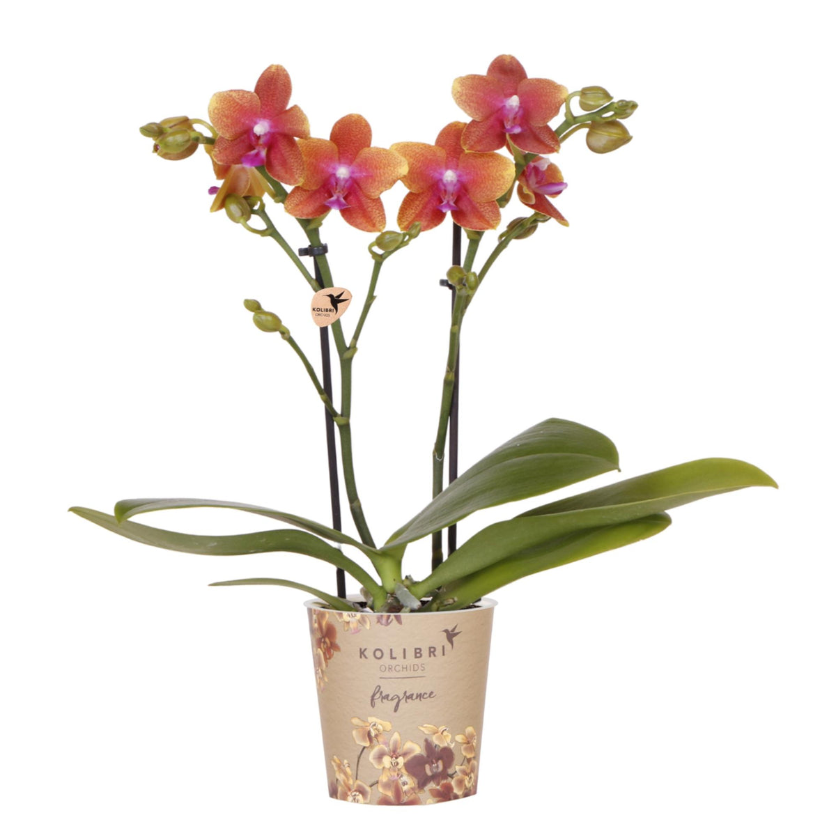 Orchidée Phalaenopsis orange parfumée en pot
