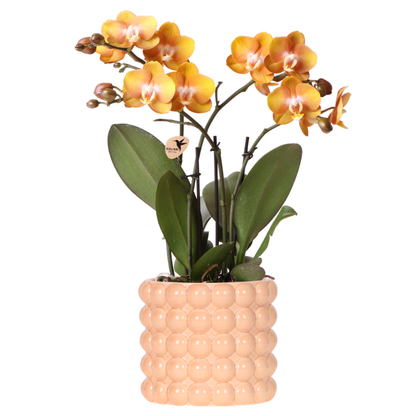 Orchidée Phalaenopsis 'Las Vegas' orange et jaune + cache-pot Poppy pêche - Pot 12 cm