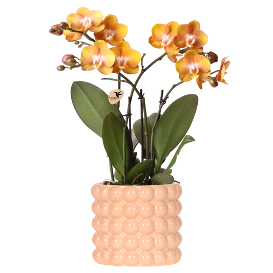 Orchidée Phalaenopsis 'Las Vegas' orange et jaune + cache-pot Poppy pêche - Pot 12 cm