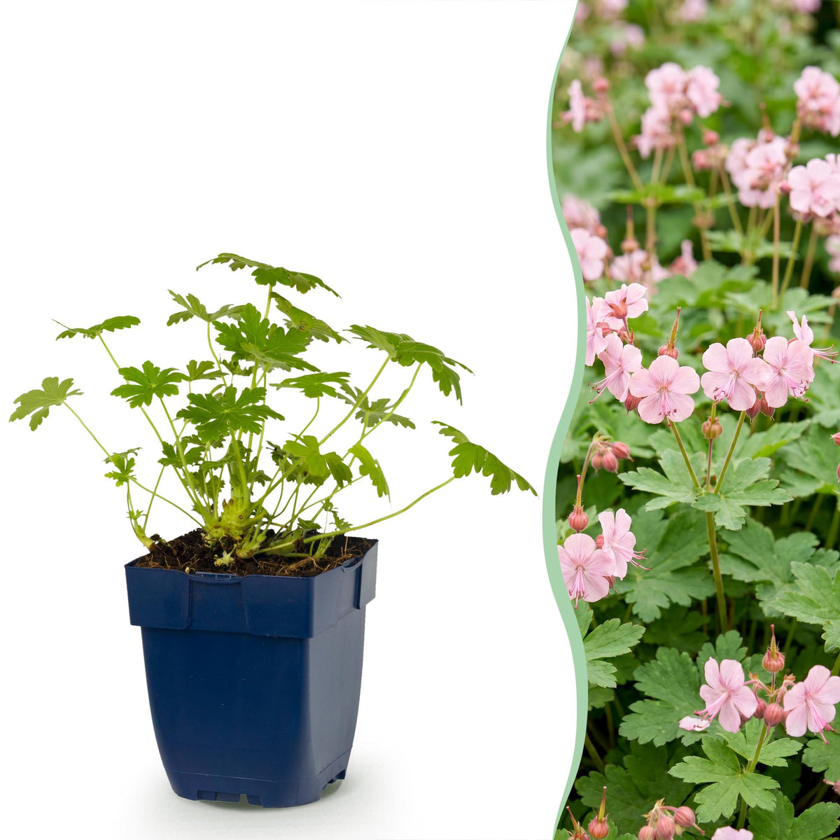 Géranium 'Ingwersen's Variety' en pot de 11 cm et détail du feuillage et des fleurs