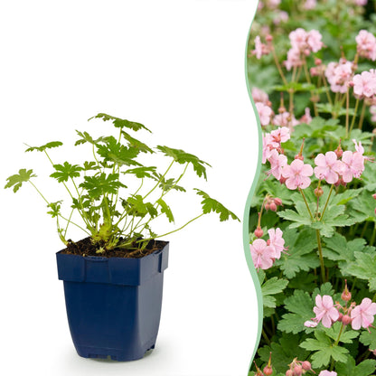 Géranium 'Ingwersen's Variety' en pot de 11 cm et détail du feuillage et des fleurs