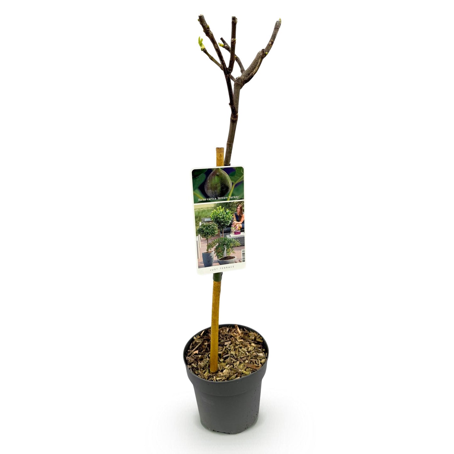 Ficus carica Brown Turkey : jeune plant de figuier sur tige en pot de 19 cm, hauteur 90 cm, fond blanc. Idéal pour terrasse ou jardin.
