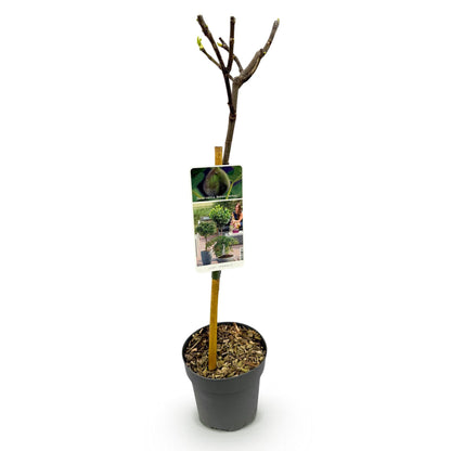 Ficus carica Brown Turkey : jeune plant de figuier sur tige en pot de 19 cm, hauteur 90 cm, fond blanc. Idéal pour terrasse ou jardin.