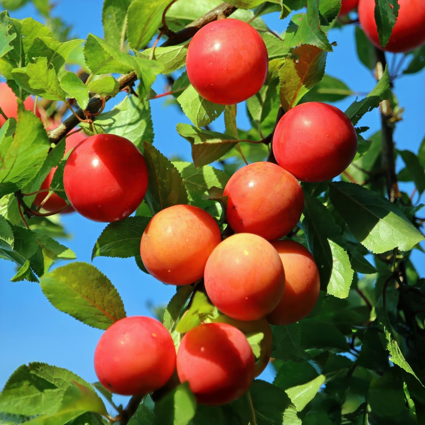 Prunus domestica Victoria, les prunes rondes et colorées du prunier Victoria apparaissent sous un soleil éclatant, promettant une récolte ab