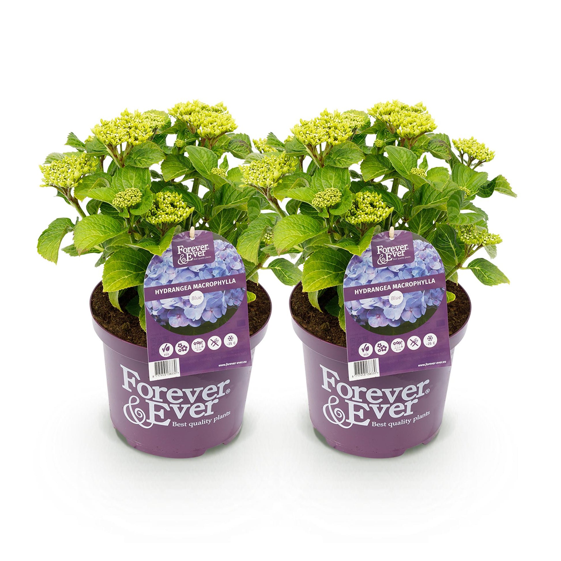 Hortensia Forever & Ever bleu, 2 plants en pot violet avec étiquette produit sur fond blanc uni.