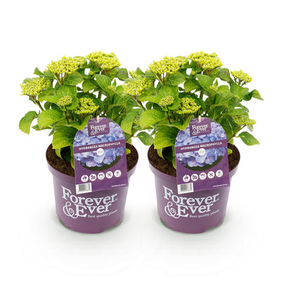Hortensia Forever & Ever bleu, 2 plants en pot violet avec étiquette produit sur fond blanc uni.