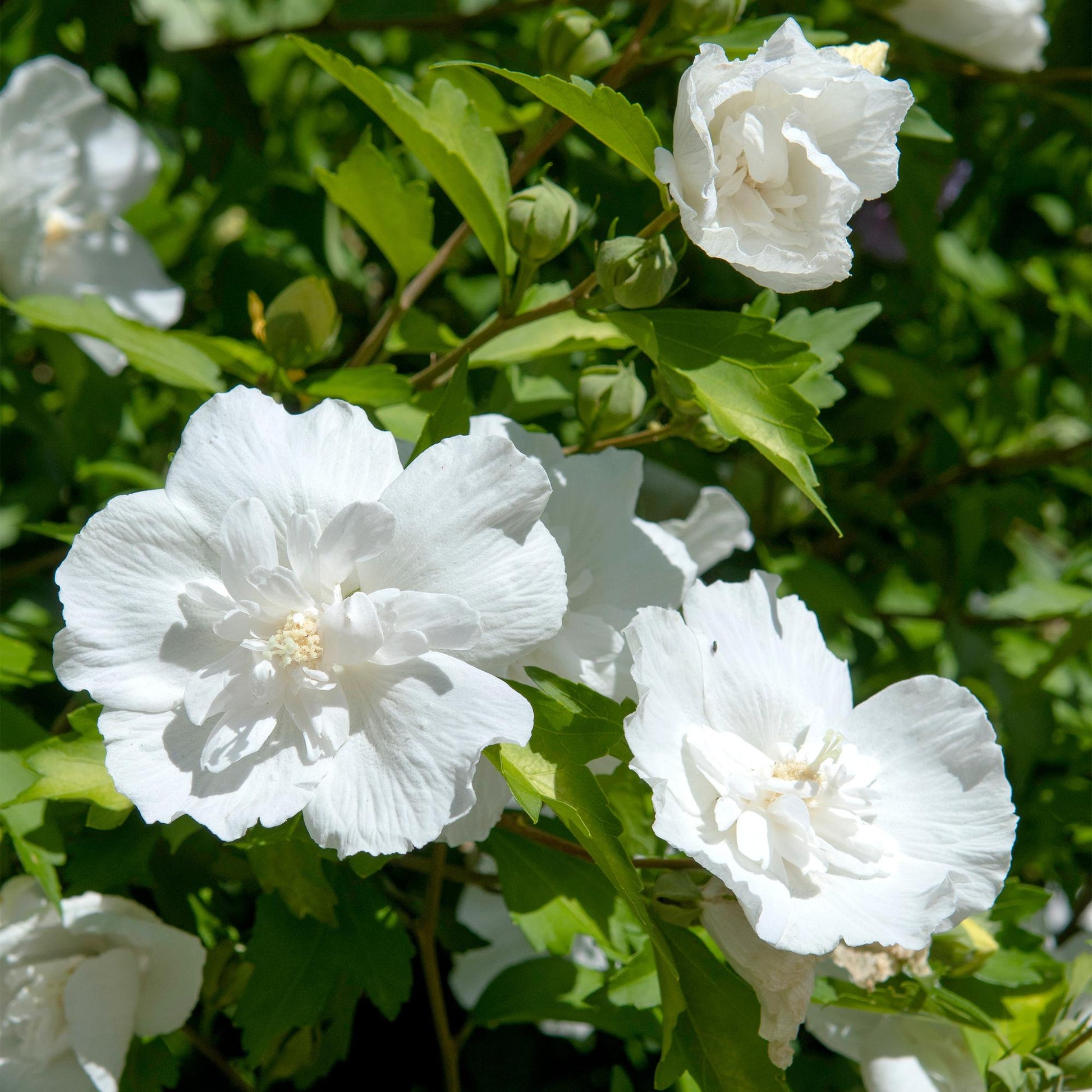 Hibiscus syriacus White Chiffon®, gros plan sur ses grandes fleurs blanches et doubles, avec un feuillage vert éclatant en arrière-plan.