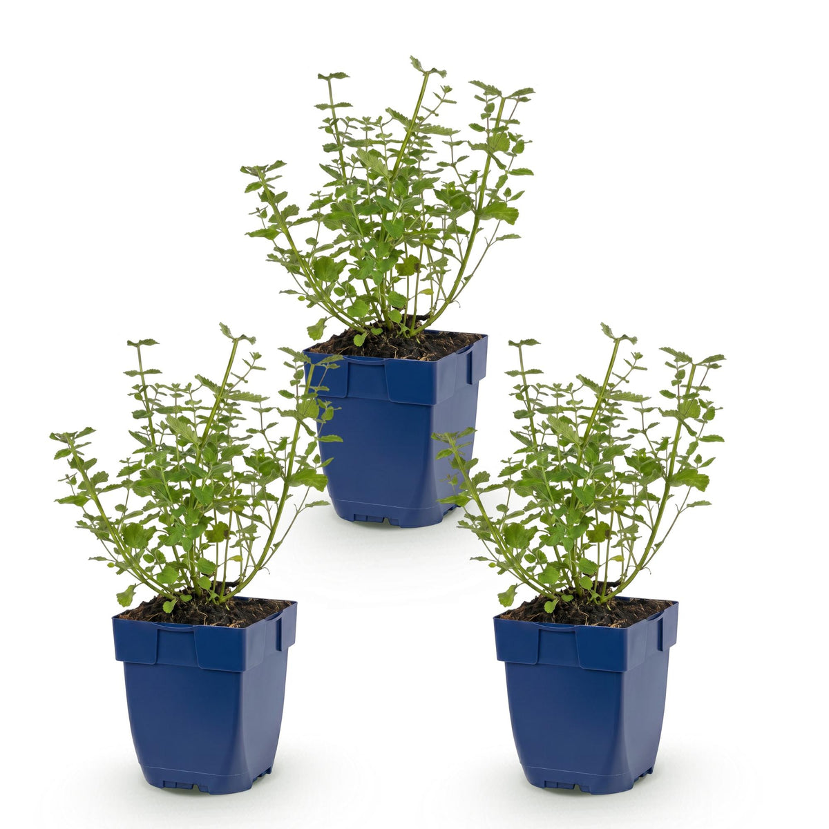Népéta 'Walker's Low' - lot de 3 plants en pot de 11 cm