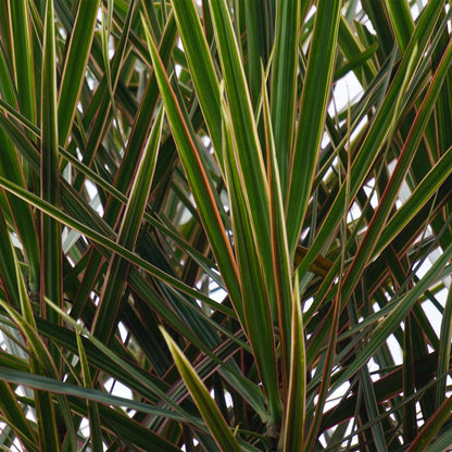 Gros plan détaillé du feuillage dense et piquant du Dracaena Marginata, présentant des feuilles vertes bordées de rouge