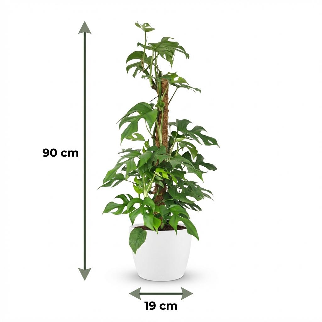 Plante d'intérieur - Mini Monstera - Monstera Minima sur Tuteur de Mousse - Vert - Entretien facile - 1 Plante - avec Pot Blanc - Pot 19cm - Hauteur 90cm