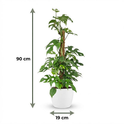 Plante d'intérieur - Mini Monstera - Monstera Minima sur Tuteur de Mousse - Vert - Entretien facile - 1 Plante - avec Pot Blanc - Pot 19cm - Hauteur 90cm
