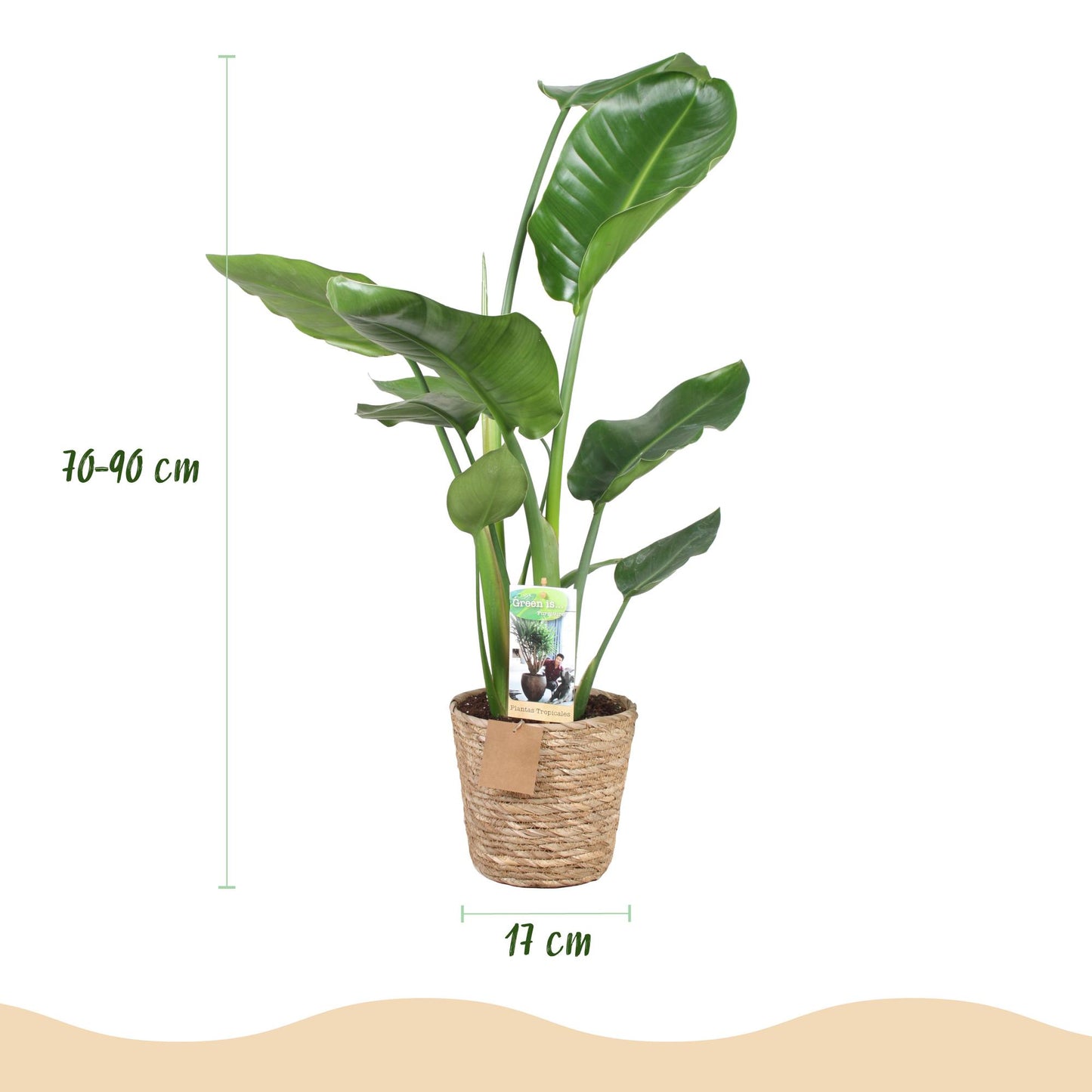 Plantes d'intérieur - Stelitzia Nicolai - Fleur de paradis - Peu d'entretien - avec panier - Vert - 1 Plante - Pot 17cm - Hauteur 70-90cm