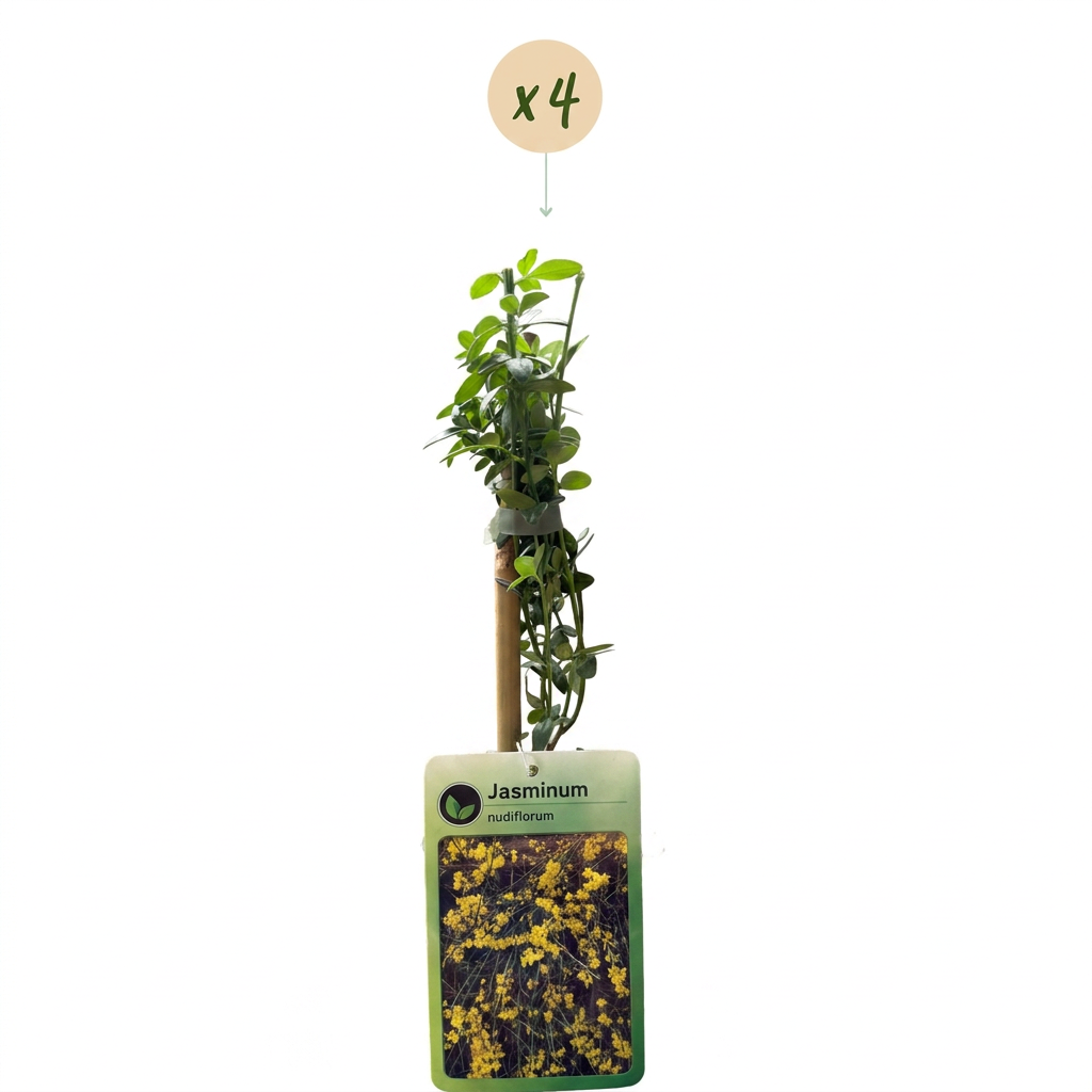 Jasmin d'hiver (Jasminum nudiflorum) - grimpante fleurie