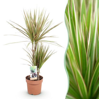 Plantes d'intérieur - Dracaena Marginata Bicolor - Arbre du dragon - Peu d'entretien - Vert - marron - 1 Plante - Pot 17cm - Hauteur 70-75cm