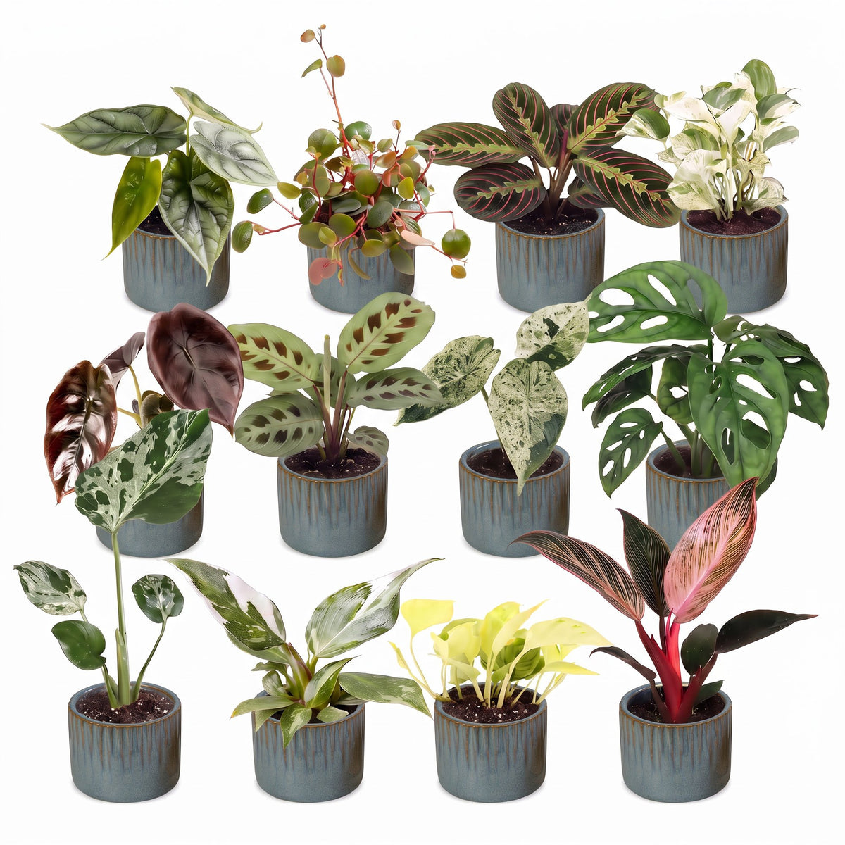 Box surprise plantes en pot de 6 cm, 12 plantes, cache-pot bleu gris