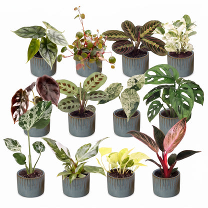 Box surprise plantes en pot de 6 cm, 12 plantes, cache-pot bleu gris