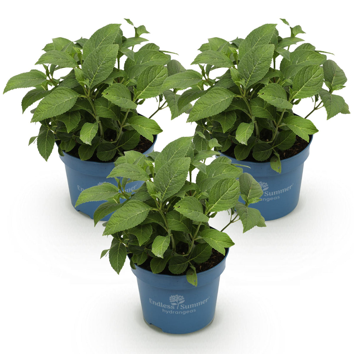 Hortensias Endless Summer en mélange - lot de 3 plants en pot de 14 cm