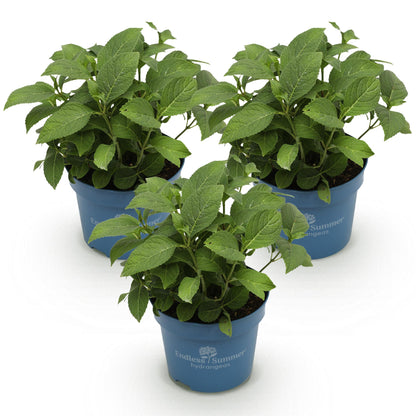 Hortensias Endless Summer en mélange - lot de 3 plants en pot de 14 cm