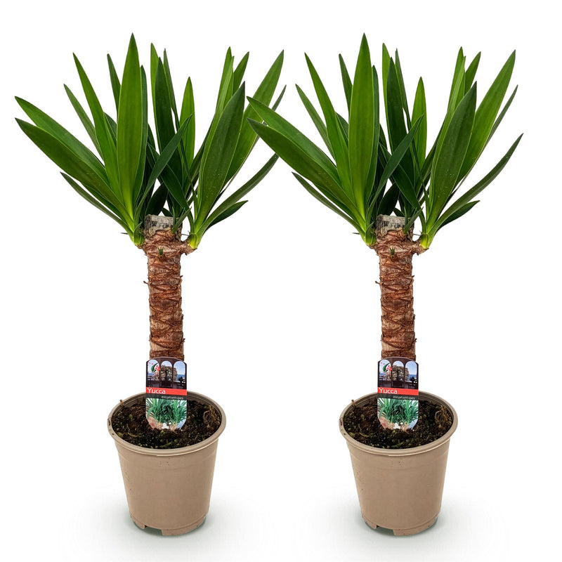 Yucca Elephantipes - Pot de 14cm - Hauteur 55cm