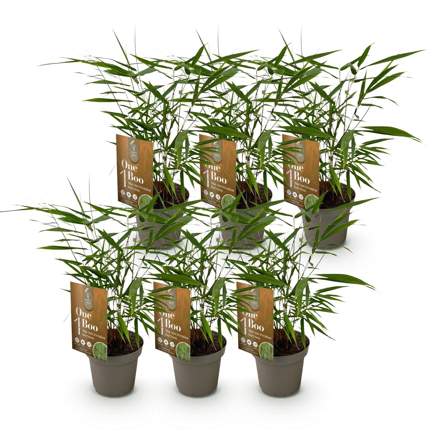 Fargesia Asian Wonder : lot de 9 jeunes plants de bambous non envahissants en pots, avec leurs étiquettes 'One Boo'.