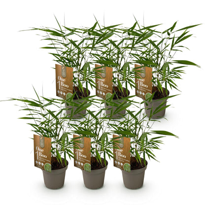 Fargesia Asian Wonder : lot de 9 jeunes plants de bambous non envahissants en pots, avec leurs étiquettes 'One Boo'.