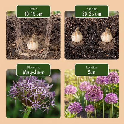 Guide de plantation des bulbes d'ail d'ornement 'Christophii' (Allium) avec profondeur, espacement, floraison et exposition.