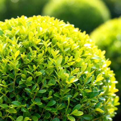 BetterBuxus Skylight, gros plan d'une boule de buxus aux feuilles vertes claires et denses, avec un arrière-plan flou d'autres buxus.