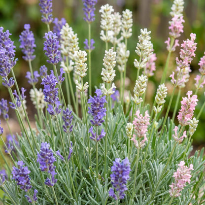Lavande 'Tricolour', un mélange de fleurs de lavande violettes, blanches et roses, rapprochées pour montrer la variété.