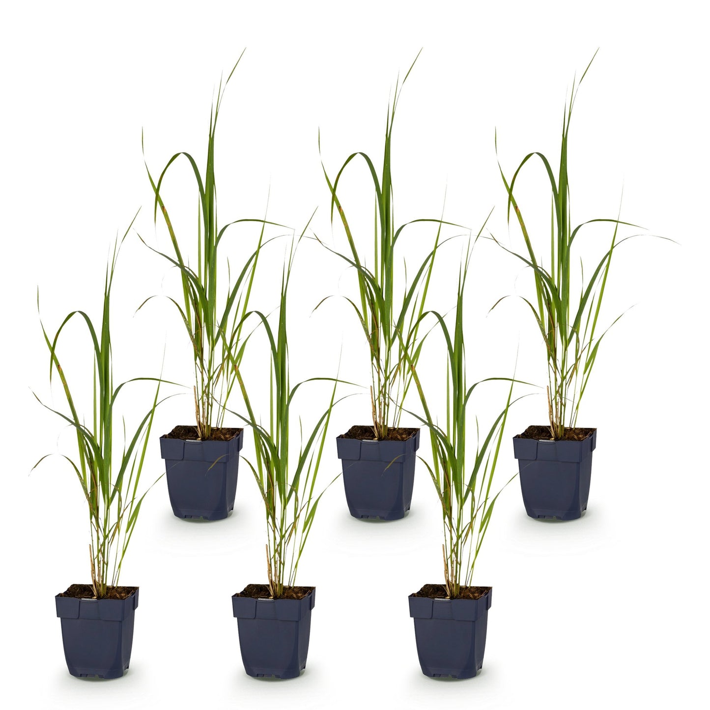 Molinia arund. Karl Foerster. Six jeunes plants d'herbe ornementale aux feuilles vertes et fines en pots gris foncés, sur fond blanc.